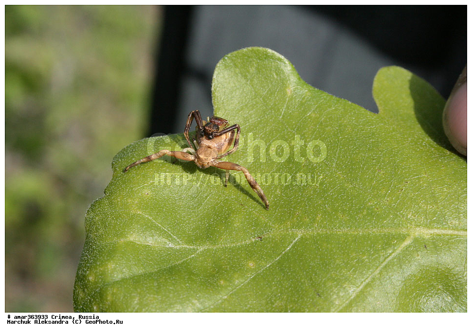 �������� ����������, ����, ������, ��������, ��������, ��������������