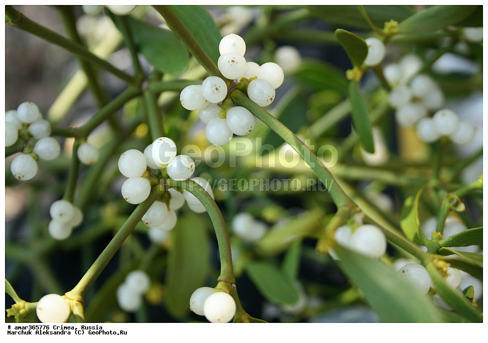  �������� ����������, ����, ������, ������ ��������, �����, ��������, ���������� ��������, ������������ ��������, ������, �����, XYZ, ��������, ����������, Viscaceae, Santalaceae, ����� �����, Viscum album