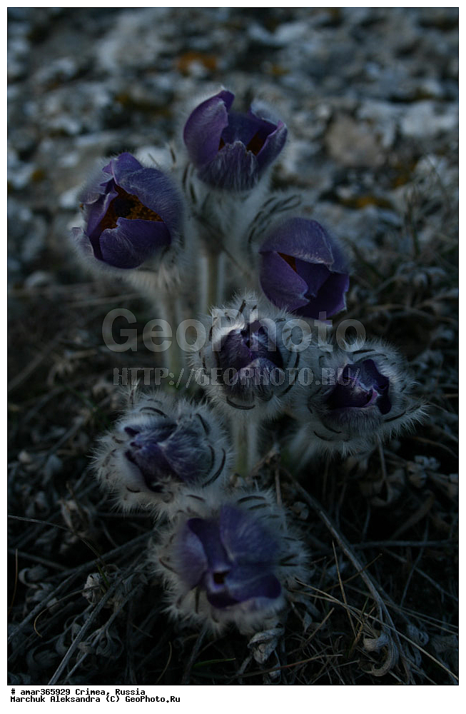 �������� ����������, ����, ������, ������ ��������, �����, ��������, ���������� ��������, ������������ ��������, ������, �����, ������, ��������, ������������ ��������, XYZ, ���������, Ranunculaceae, �������� ��������, �������� �������, �������� ������������, Pulsatilla taurica, Pulsatilla halleri