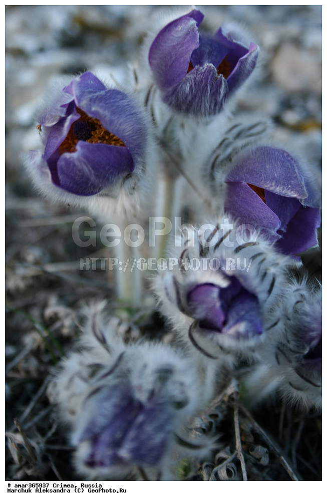 �������� ����������, ����, ������, ������ ��������, �����, ��������, ���������� ��������, ������������ ��������, ������, �����, ������, ��������, ������������ ��������, XYZ, ���������, Ranunculaceae, �������� ��������, �������� �������, �������� ������������, Pulsatilla taurica, Pulsatilla halleri