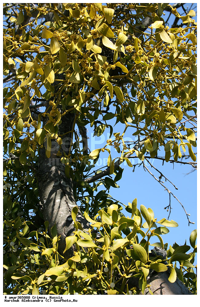  �������� ����������, ����, ������, ������ ��������, �����, ��������, ���������� ��������, ������������ ��������, ������, �����, XYZ, ��������, ����������, Viscaceae, Santalaceae, ����� �����, Viscum album