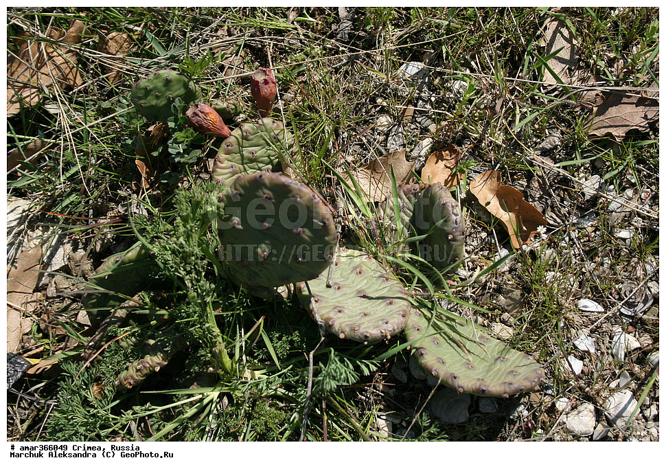 �������� ����������, ����, ������, ������ ��������, �����, ��������, ���������� ��������, ������������ ��������, ������, �����, ����������, �������, Cactaceae, �������, Opuntia sp.