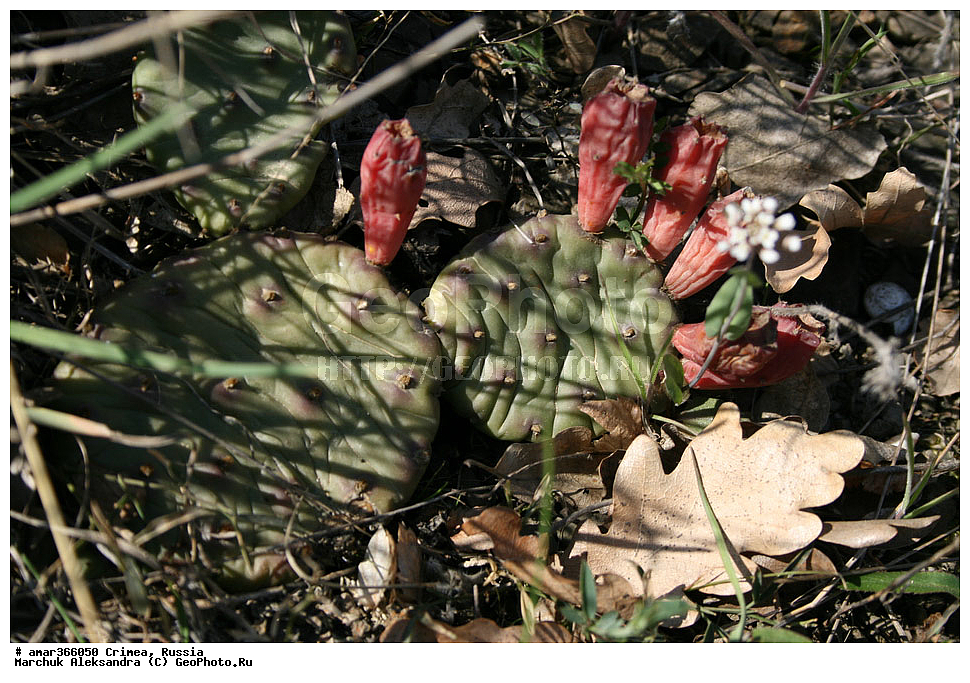 �������� ����������, ����, ������, ������ ��������, �����, ��������, ���������� ��������, ������������ ��������, ������, �����, ����������, �������, Cactaceae, �������, Opuntia sp.