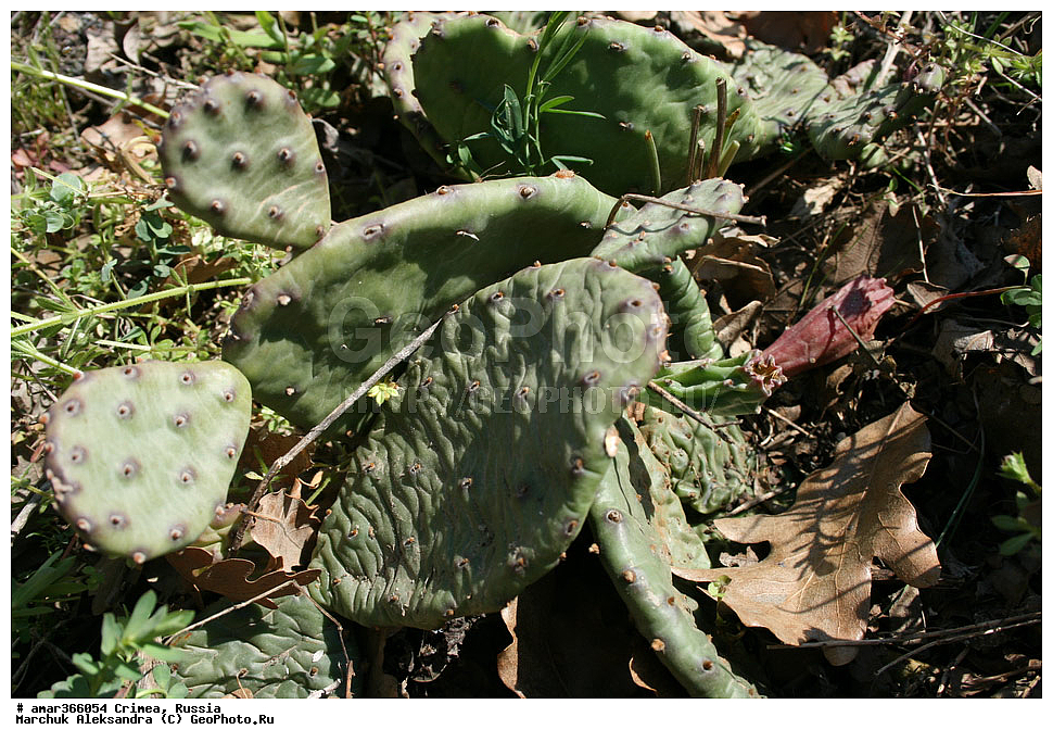 �������� ����������, ����, ������, ������ ��������, �����, ��������, ���������� ��������, ������������ ��������, ������, �����, ����������, �������, Cactaceae, �������, Opuntia sp.