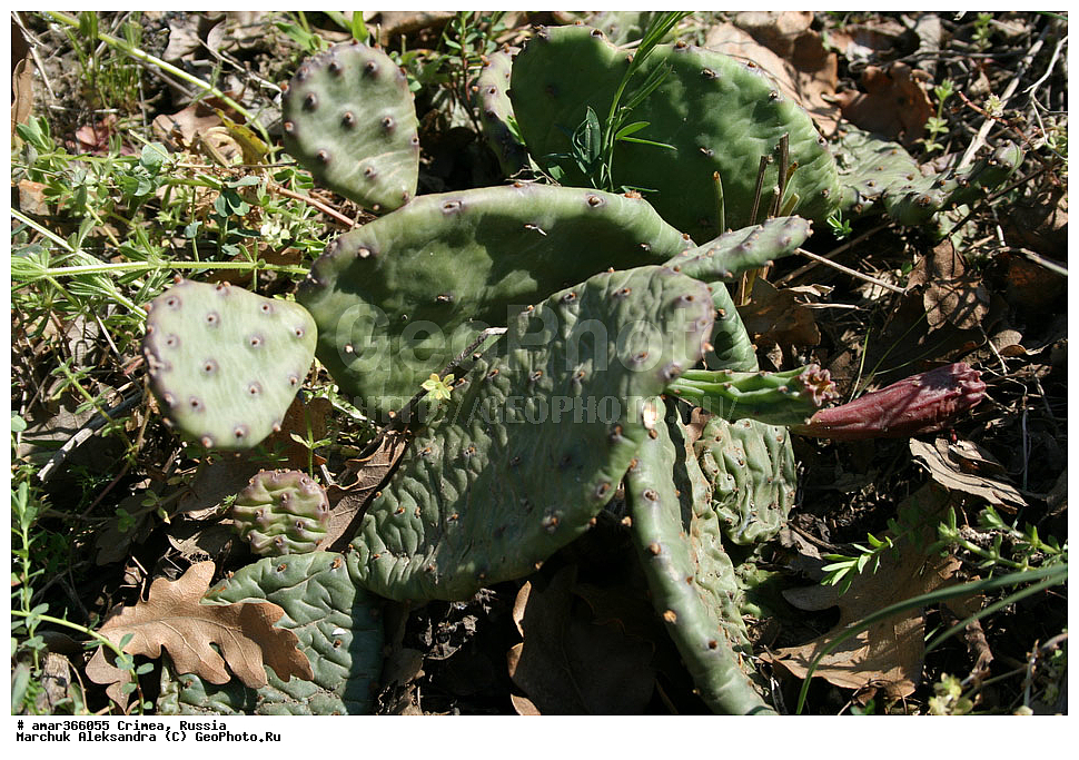 �������� ����������, ����, ������, ������ ��������, �����, ��������, ���������� ��������, ������������ ��������, ������, �����, ����������, �������, Cactaceae, �������, Opuntia sp.