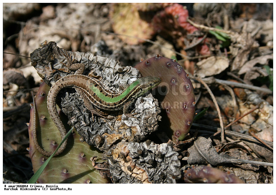 �������� ����������, ����, ������, ������ ��������, �����, ��������, ���������� ��������, ������������ ��������, ������, �����, ����������, �������, Cactaceae, �������, Opuntia sp.