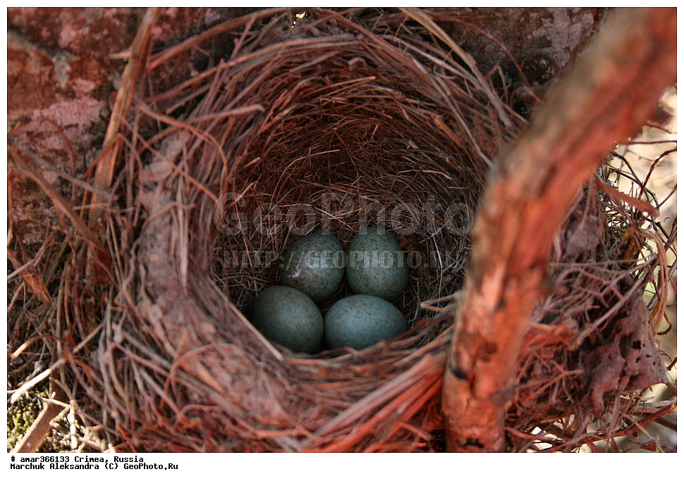  �������� ����������, ����, ������, ������, �������, ������