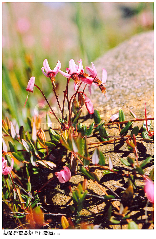  ������������� �������, �������, ��������� �����, ����, ����� ����, ������