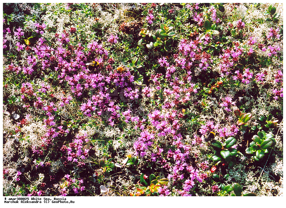  ������������� �������, �������, ��������� �����, ����, ����� ����, ������