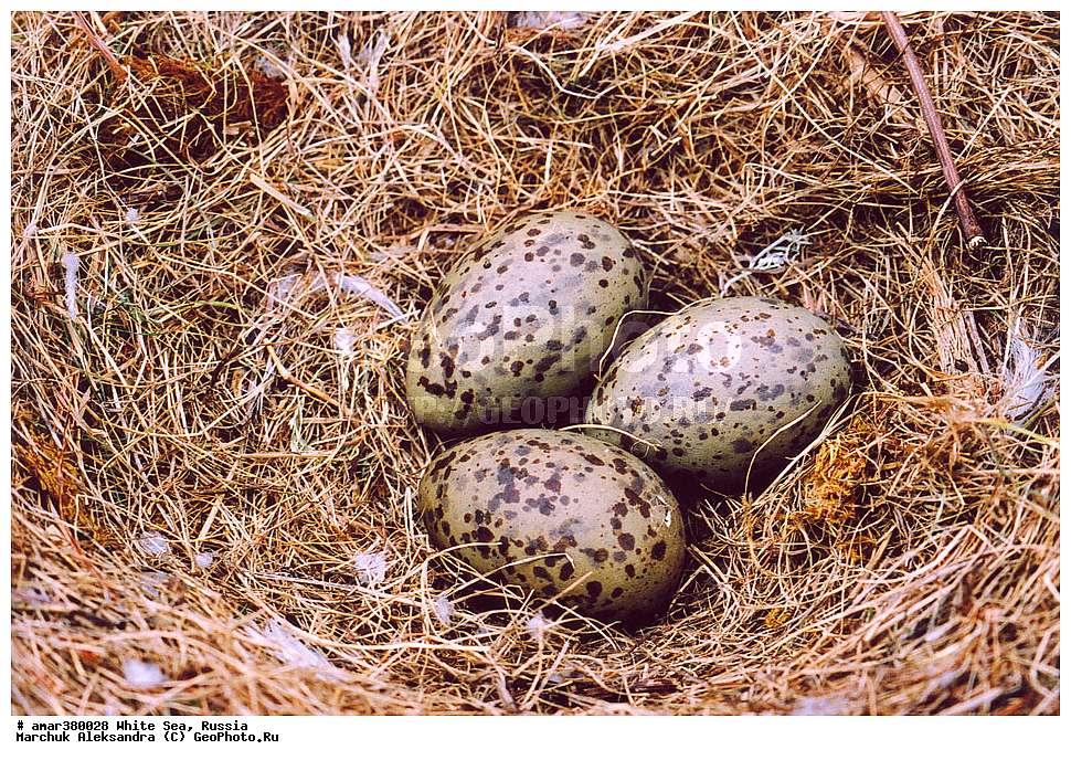  ������������� �������, �������, ��������� �����, ����, ����� ����, ������