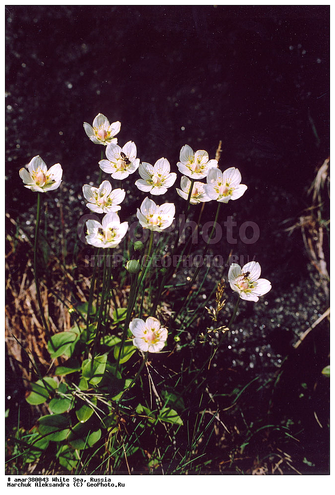  ������������� �������, �������, ��������� �����, ����, ����� ����, ������, ��������, ���������� ��������, �������� ��������, �������� ����������, ��������, ����������� ������, ����������� �����, ���������� ��������, ��������� �����, ��������, ����������, ���������� �����, ������� ���������� �����, ������� ���������, ��������, ������� ����, �������, ���������� �����, ��������, �������, ����� �������, ������� ������, ������� ���, ���� �����, Parnassia obtusiflora, Parnassia palustris ssp. obtusiflora, ������ ��������, ���������� ��������, �����, ��������, �����, ������, ������������ ��������, XYZ, �����������, Parnassiaceae, �������, ������� ��������, ������� ���������������, Parnassia 