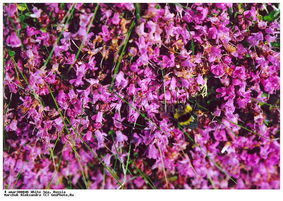  ������������� �������, �������, ��������� �����, ����, ����� ����, ������