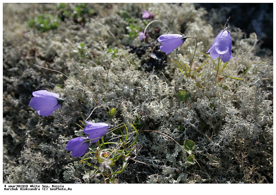  ������������� �������, �������, ��������� �����, ����, ����� ����, ������