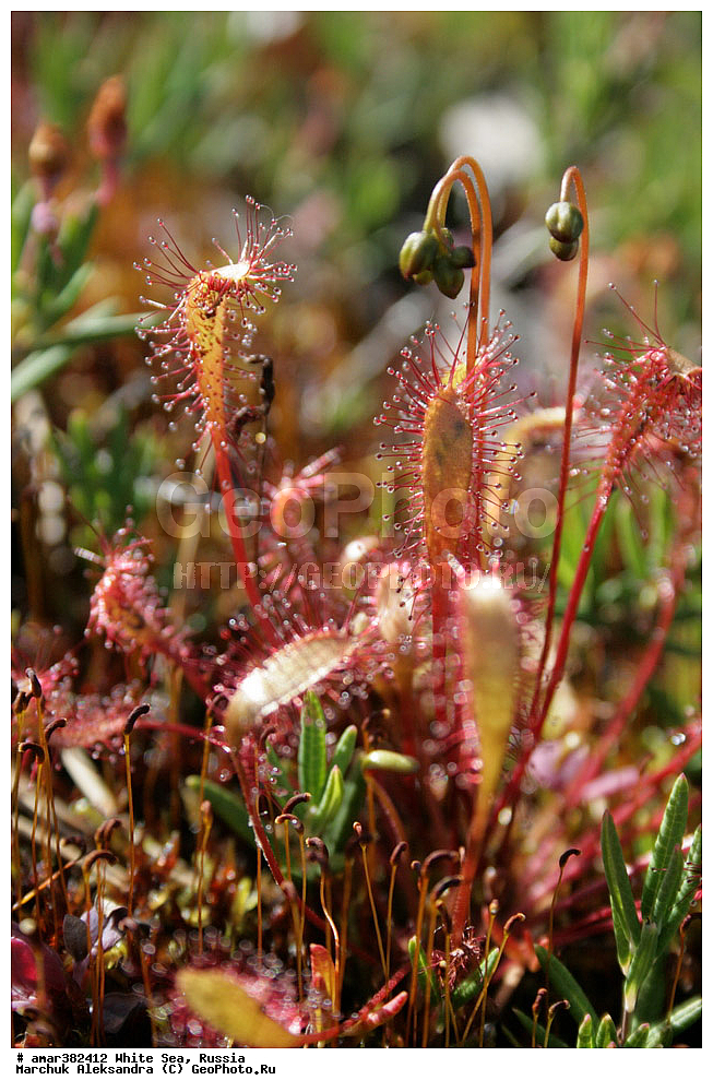  ������������� �������, �������, ��������� �����, ����, ����� ����, ������