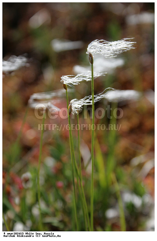  ������������� �������, �������, ��������� �����, ����, ����� ����, ������