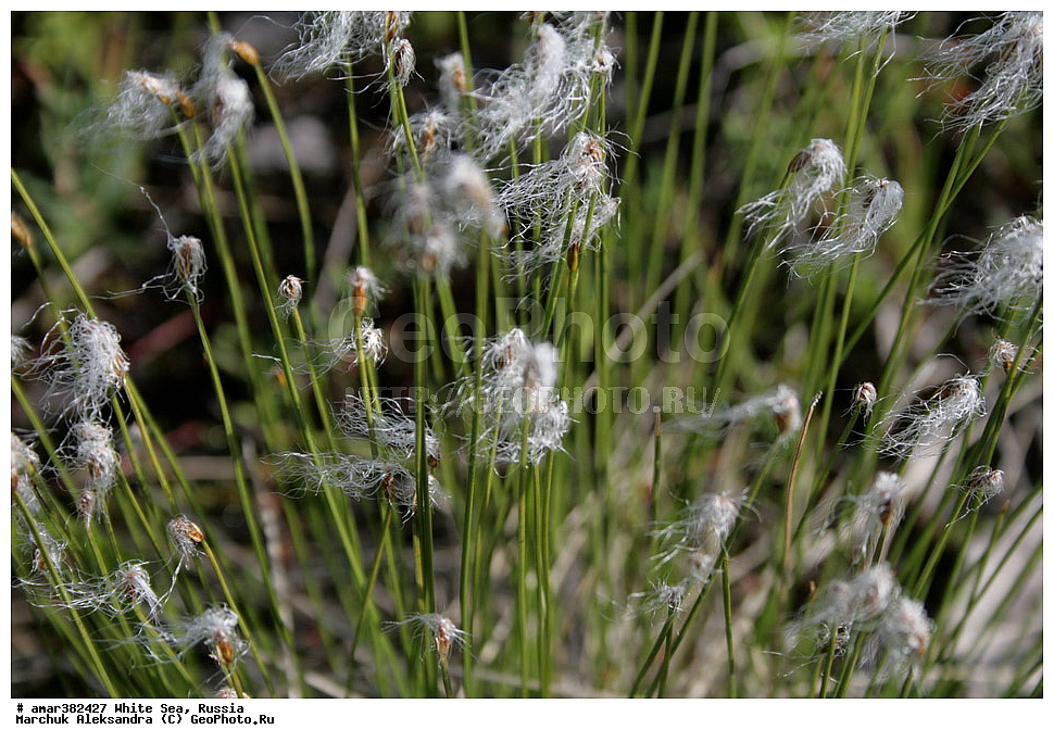  ������������� �������, �������, ��������� �����, ����, ����� ����, ������