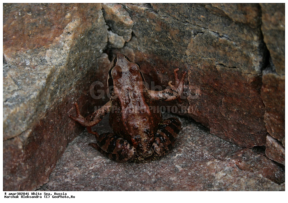  ������������� �������, �������, ��������� �����, ����, ����� ����, ������