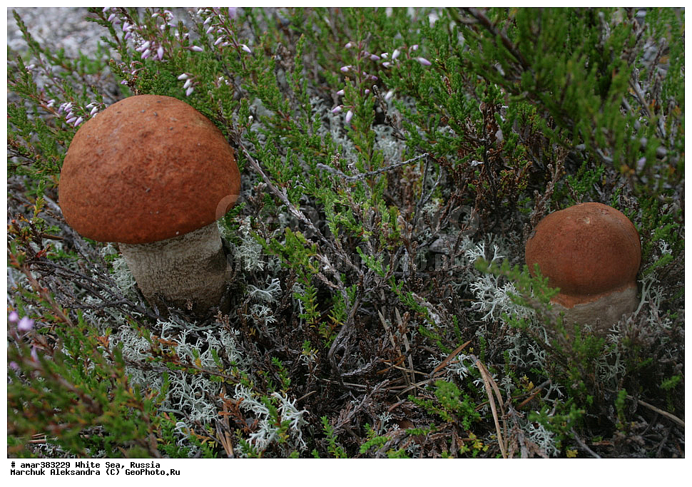  ������������� �������, �������, ��������� �����, ����, ����� ����, ������