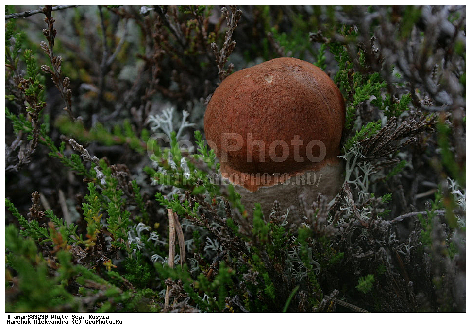  ������������� �������, �������, ��������� �����, ����, ����� ����, ������