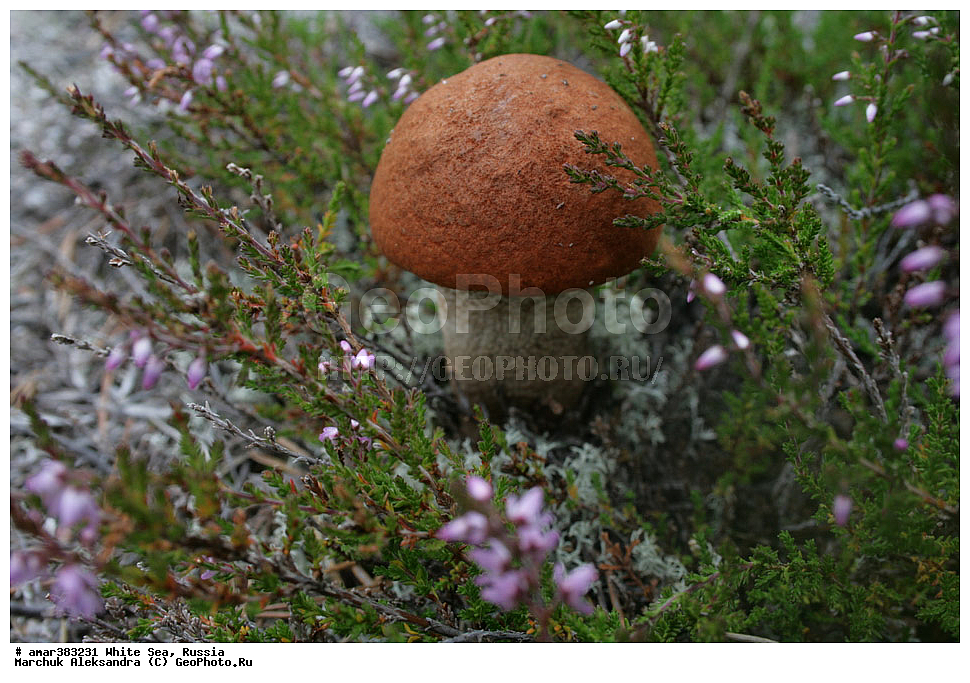  ������������� �������, �������, ��������� �����, ����, ����� ����, ������