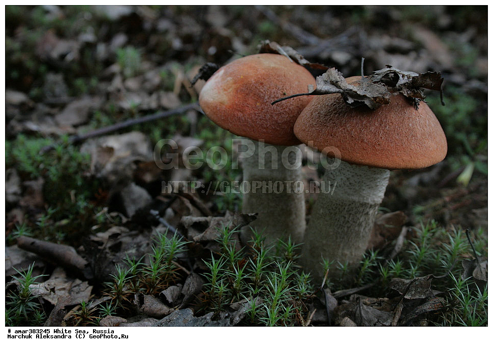  ������������� �������, �������, ��������� �����, ����, ����� ����, ������