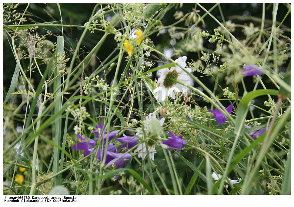  ������������� �������, ���������, ������, ����������, ������ �����