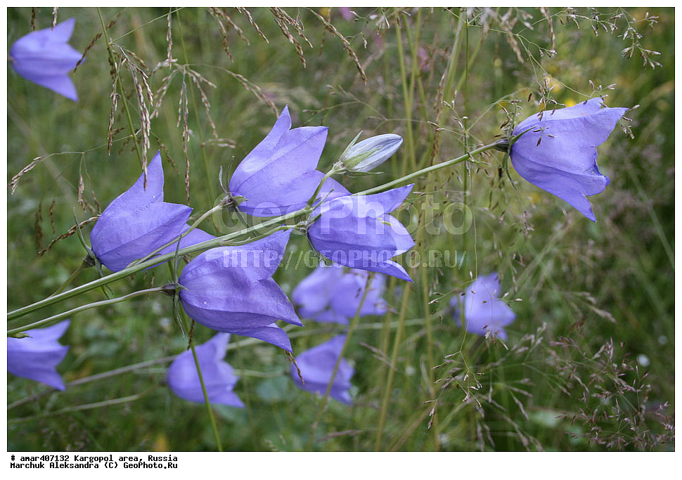  ������������� �������, ���������, ������, ����������, ������ �����