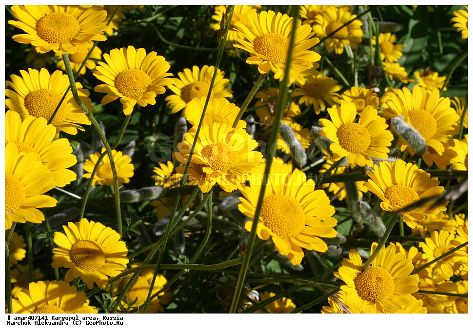  ������������� �������, ���������, ������, ����������, ������ �����