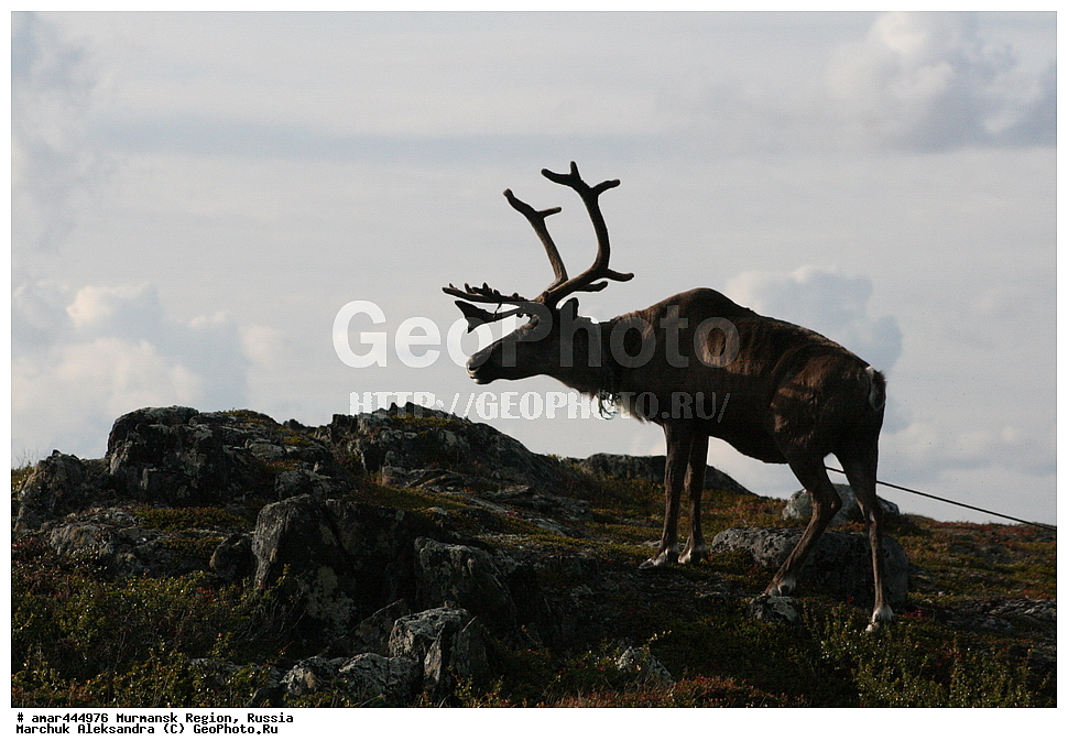 ���������� �������, �����, ������ ������, �������������� �������, ������, ��������, ��������, ������