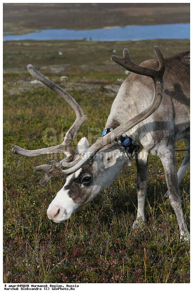  ���������� �������, �����, �������������� �������, ������, ��������, ��������, ������