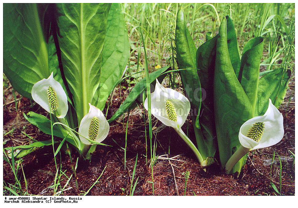  ����������� ����, �������� ����, ���������� �������, �������, �����, ������, �����