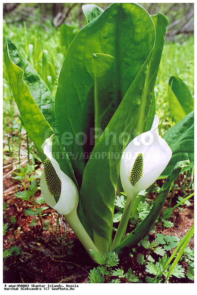  ����������� ����, �������� ����, ���������� �������, �������, �����, ������, �����