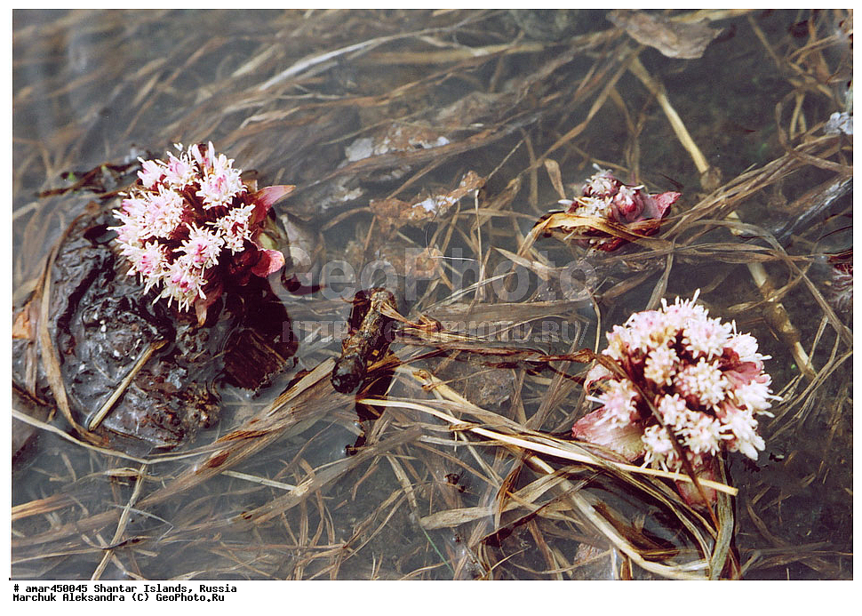  ����������� ����, �������� ����, ���������� �������, �������, �����, ������, �����