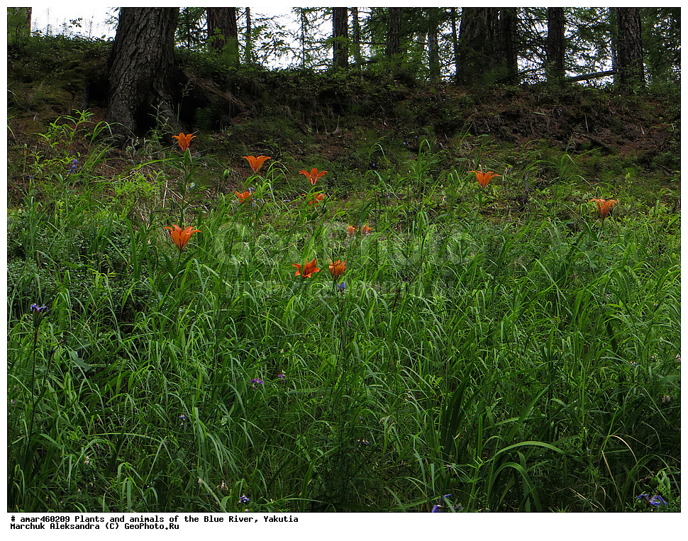 ������ ����, ����, �����, ������, ����, �����, ������, ������ ������, ����, �����, �����������, ��������� ����, ��������, ���� ����, ���� �����, ���� �����, ���� �����, �������� �����, ����, ������