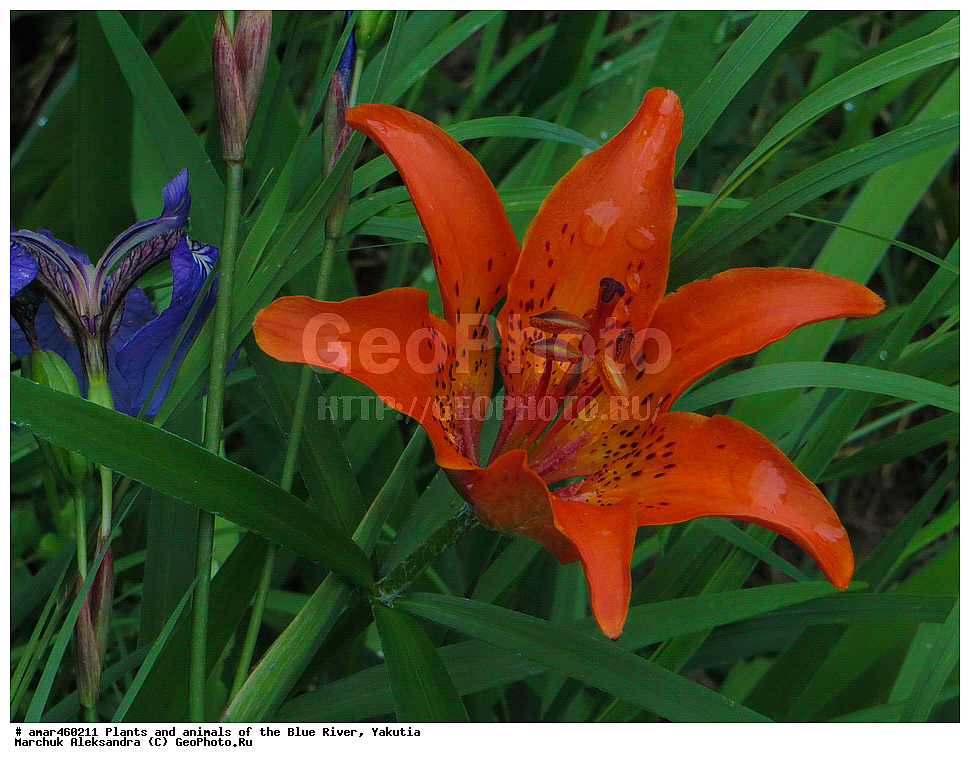 ������ ����, ����, �����, ������, ����, �����, ������, ������ ������, ����, �����, ��������� ����, ��������, ���� ����, ���� �����, ���� �����, ���� �����, �������� �����, ������