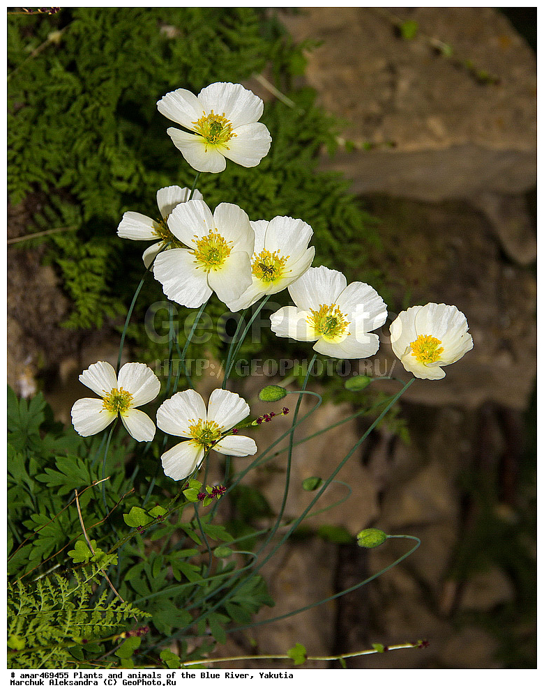 ����, ������, ����, �����, ������ ����, ������ ������, ����, ��������� ����, ���� ����, ���� �����, ���� �����