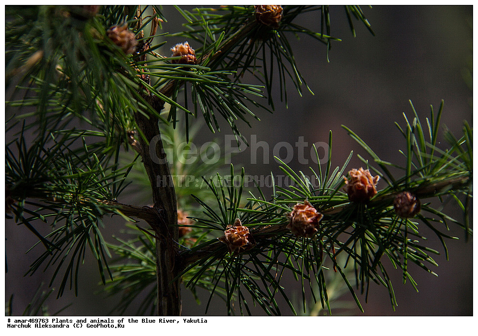 ����, ������, ����, �����, ������ ������, ����, �����������, ��������� ����, ���� ����, ���� �����, ���� �����, ����������