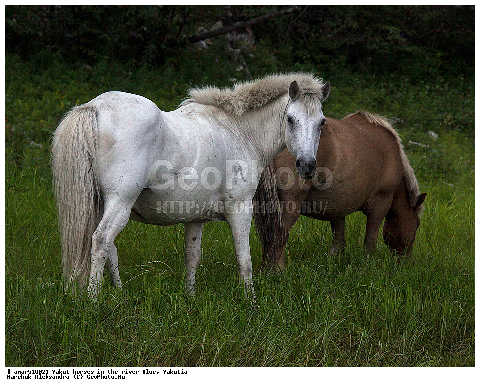 ����, ������, ����, �����, ������, ������ ������, ����, ������, ��������� ����, ���� ����, ���� �����, ���� �����, �������� ������, ������, ��������, ��������, �������������, �������������, �����, �����, XYZ, ���������, Equidae, �������� ������, Equus ferus caballus