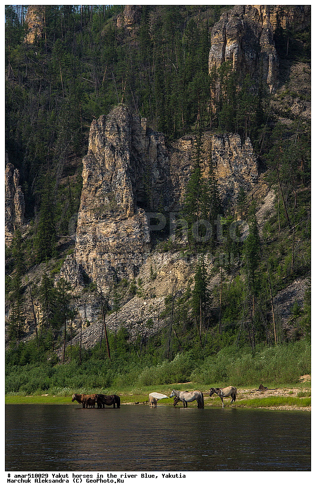 ����, ������, ����, �������� ������, ������� ������, �����, ������, ������������, ���������, ������������� ������, �������� �����������, �������� ������, ������ ������, ����, ������, ������, ������ � �����, ��������� ����, ���� ����, ���� �����, ���� �����, �����, ��������� ������, �������� ������, ������, ��������, ��������, �������������, �������������, �����, �����, XYZ, ���������, Equidae, �������� ������, Equus ferus caballus