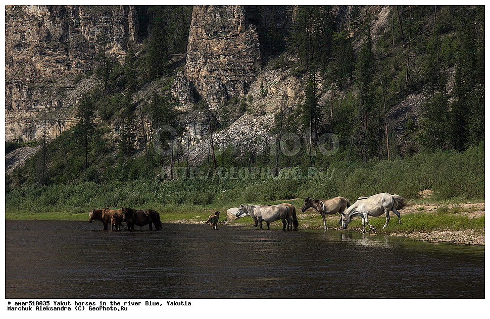 ����, ������, ����, �������� ������, ������� ������, �����, ������, ������������, ���������, ������������� ������, �������� �����������, �������� ������, ������ ������, ����, ������, ������, ������ � �����, ��������� ����, ���� ����, ���� �����, ���� �����, �����, ��������� ������, �������� ������, ������, ��������, ��������, �������������, �������������, �����, �����, XYZ, ���������, Equidae, �������� ������, Equus ferus caballus