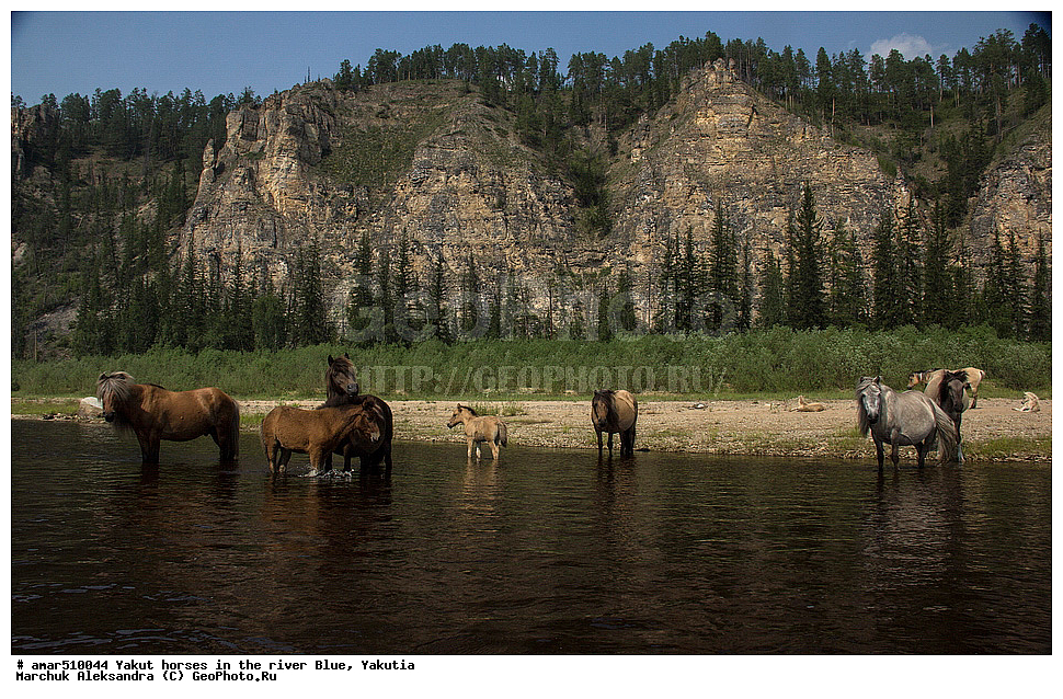 ����, ������, ����, �������� ������, ������� ������, �����, ������, ������������, ���������, ������������� ������, �������� �����������, �������� ������, ������ ������, ����, ������, ������, ������ � �����, ��������� ����, ���� ����, ���� �����, ���� �����, �����, ��������� ������, �������� ������, ������, ��������, ��������, �������������, �������������, �����, �����, XYZ, ���������, Equidae, �������� ������, Equus ferus caballus