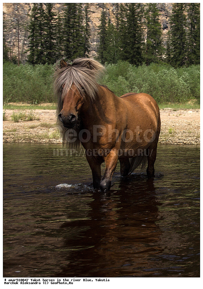 ����, ������, ����, �����, ������, ������ ������, ����, ������, ��������� ����, ���� ����, ���� �����, ���� �����, �������� ������, ������, ��������, ��������, �������������, �������������, �����, �����, XYZ, ���������, Equidae, �������� ������, Equus ferus caballus