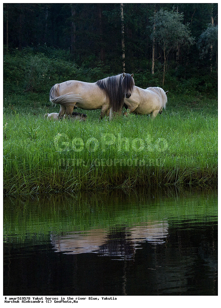 ����, ������, ����, �����, ������, ������ ������, ����, ������, ��������� ����, ���� ����, ���� �����, ���� �����, �������� ������, ������, ��������, ��������, �������������, �������������, �����, �����, XYZ, ���������, Equidae, �������� ������, Equus ferus caballus