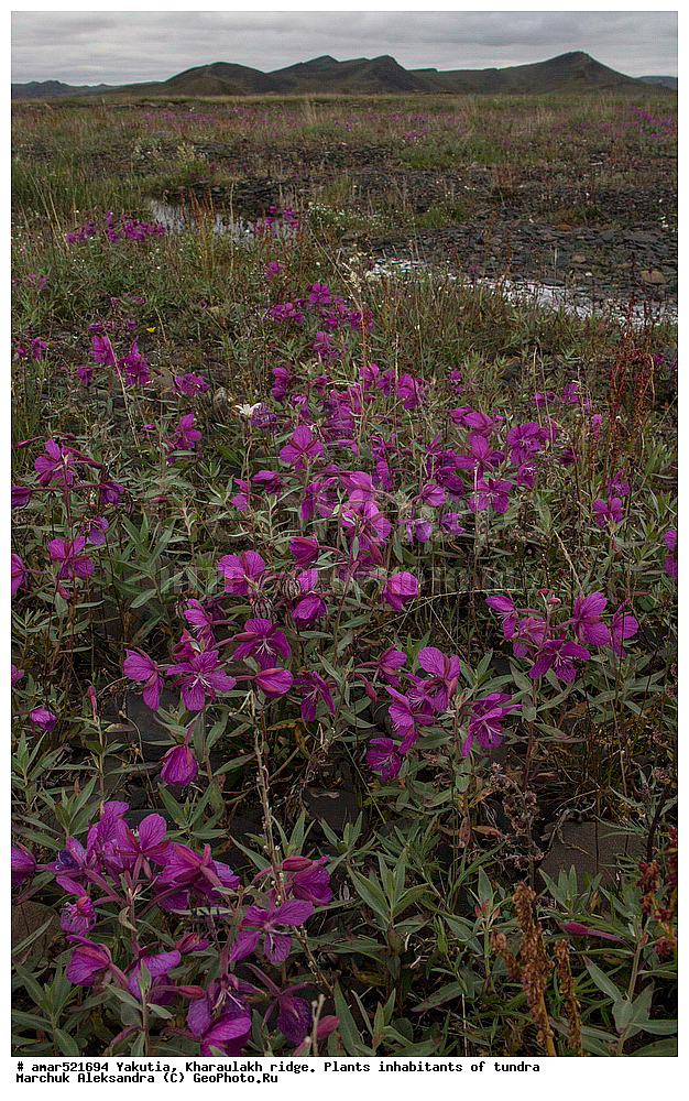 ����������� ������, ������, ����, ������������ ������, ������, ����, ����, ���������, ����-���, �������� ������, ������ ������, ����, ������, ��������, ����, �����, �����, ��������� ������, ������, �����