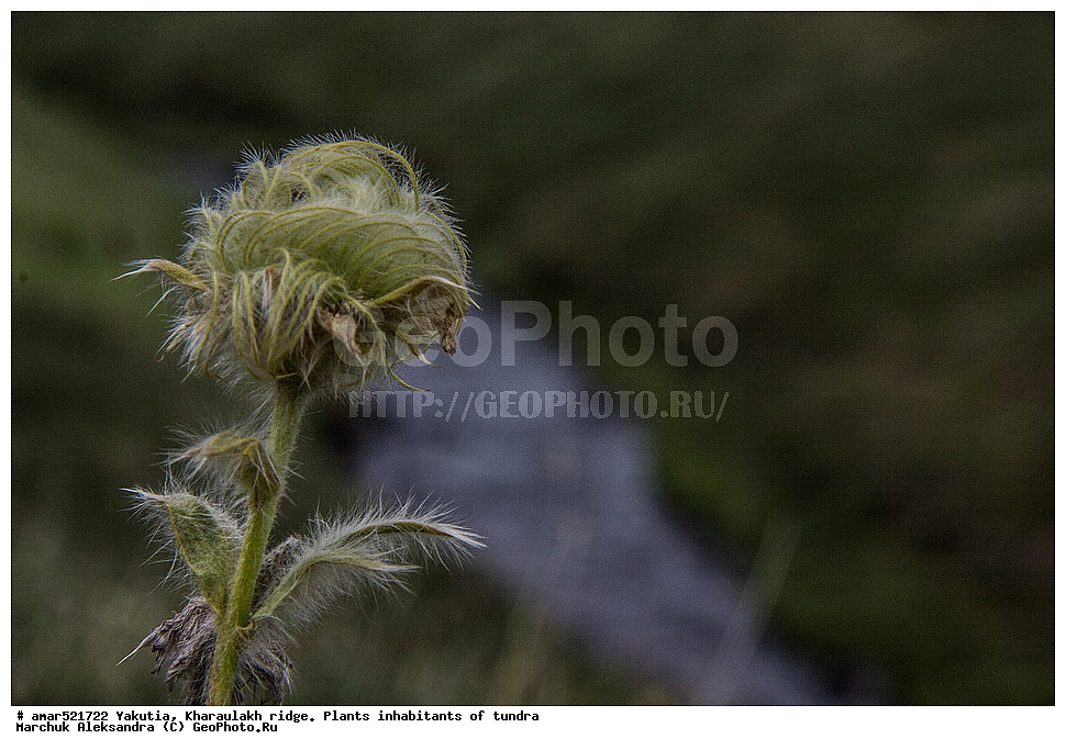 ����������� ������, ������, ����, ������������ ������, ������, ����, ���������, �������� ������, ������ ������, ����, ������������ �������, ������, ��������, �����, ��������� ������, ������, �����, ������, ������ ��������, �����, ���������� ��������, ������������ ��������, ������������ ��������, ������, �����, XYZ, ������������, �������, �����������, Rosaceae, ����������� �������, ������������ �������, Acomastylis glacialis, Adamsia glacialis, Geum glaciale, Novosieversia glacialis, Sieversia glacialis