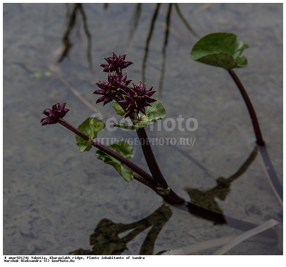 ����������� ������, ������, ����, ������������ ������, ������, ����, ���������, �������� ������, ������ ������, ����, ������, ��������, �����, ��������� ������, ������, �����