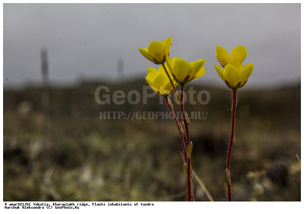 ����������� ������, ������, ����, ������������ ������, ������, ����, ���������, �������� ������, ������ ������, ����, ������, ��������, �����, ��������� ������, ������, �����