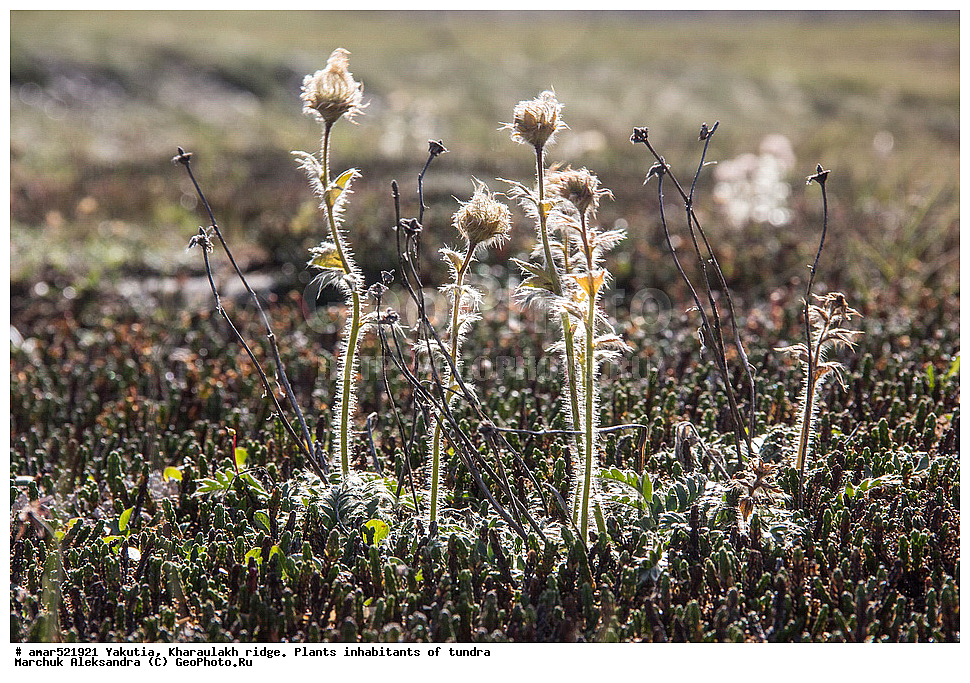 ����������� ������, ������, ����, ������������ ������, ������, ����, ���������, �������� ������, ������ ������, ����, ������������ �������, ������, ��������, �����, ��������� ������, ������, �����, ������, ������ ��������, �����, ���������� ��������, ������������ ��������, ������������ ��������, ������, �����, XYZ, ������������, �������, �����������, Rosaceae, ����������� �������, ������������ �������, Acomastylis glacialis, Adamsia glacialis, Geum glaciale, Novosieversia glacialis, Sieversia glacialis