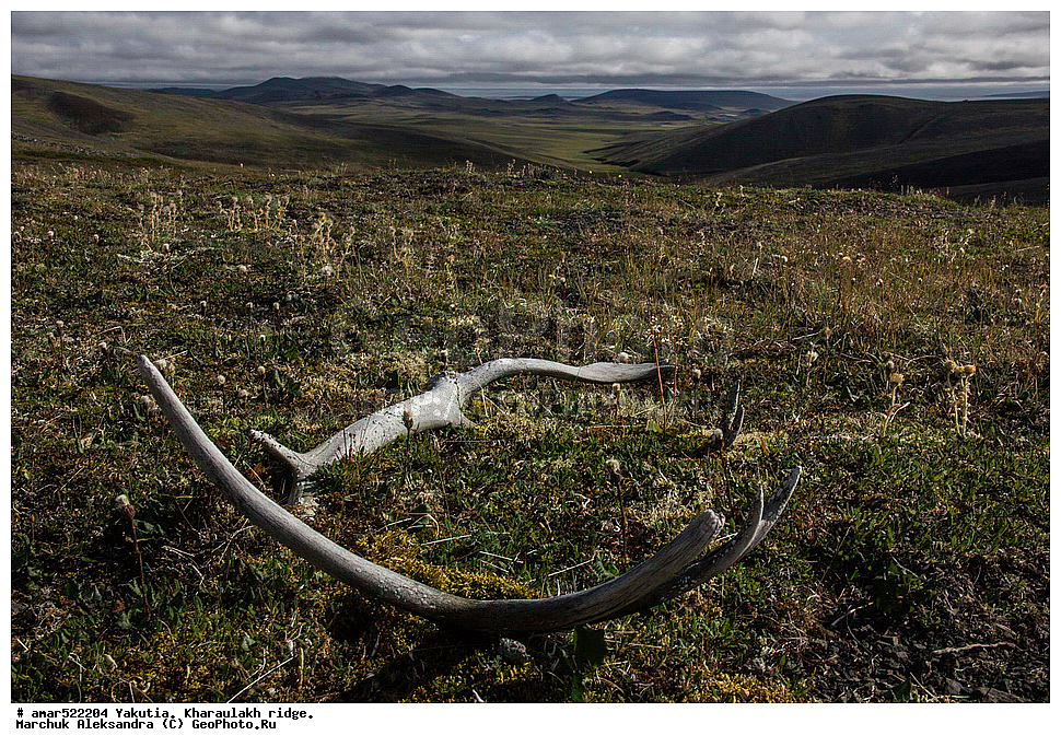 ����������� ������, ������, ����, ������������ ������, ������, ����, ���������, �������� ������, ������ ������, ����, ���� ��������, ������ ����, ������, ����, �����, �������� �����, ��������� ������, ������, ��������, ��������, �������������, �������������, �����, �����, XYZ, ��������, ������, Cervidae, �������� �����, ������, Rangifer tarandus, ���������� ����