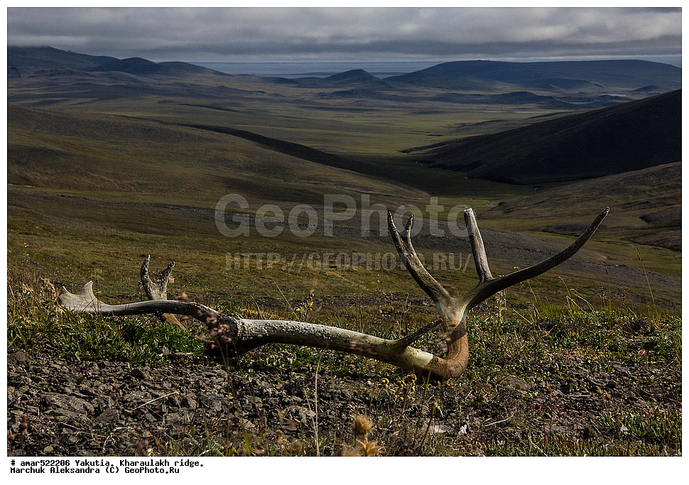 ����������� ������, ������, ����, ������������ ������, ������, ����, ���������, �������� ������, ������ ������, ����, ���� ��������, ������ ����, ������, ����, �����, �������� �����, ��������� ������, ������, ��������, ��������, �������������, �������������, �����, �����, XYZ, ��������, ������, Cervidae, �������� �����, ������, Rangifer tarandus, ���������� ����